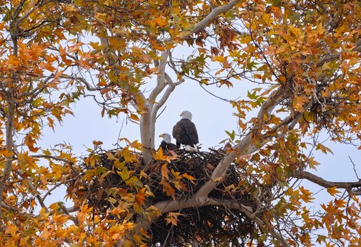 Autumn Colors on Bald Eagle Nest