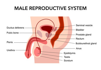 Obraz premium Male reproductive system diagram in flat design on white background.