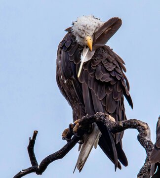 AN EAGLE AND ITS FEATHER