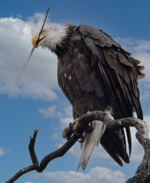 A BALD EAGLE AND ITS FEATHER