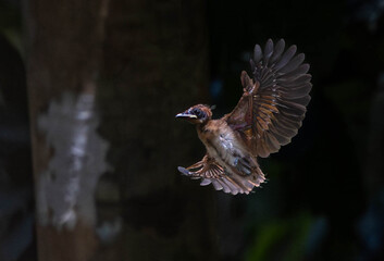 Baby bird, Asian flycatcher  Paradise-Flycatcher It is a beautiful bird in nature in Thailand.