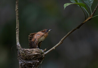 Baby bird, Asian flycatcher  Paradise-Flycatcher It is a beautiful bird in nature in Thailand.