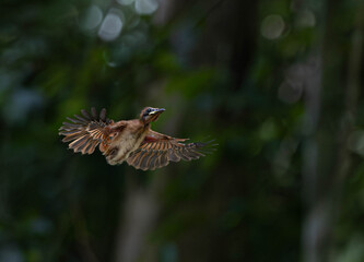 Baby bird, Asian flycatcher  Paradise-Flycatcher It is a beautiful bird in nature in Thailand.