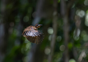 Baby bird, Asian flycatcher  Paradise-Flycatcher It is a beautiful bird in nature in Thailand.