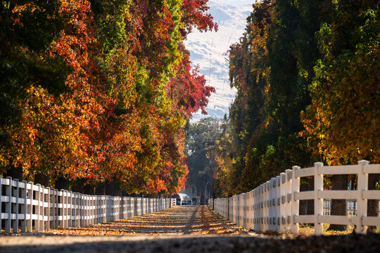 AUTUMN LEAVES