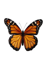 butterfly isolated on white transparent background, PNG file
