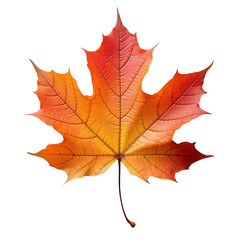 Single red maple leaf on a white background