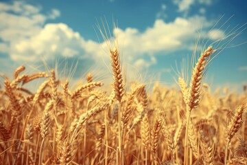 Fototapeta premium Close-up Of Ripe Golden Wheat With Vintage Effect, Clouds And Sky - Harvest Time Concept