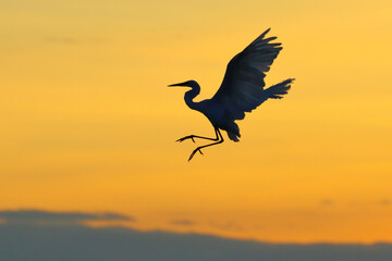 Silhouette of Egret flying in the sky during sunset.