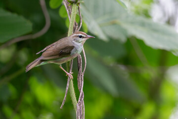 Swainson's Warbler