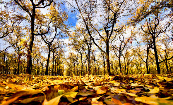 FALL LEAVES