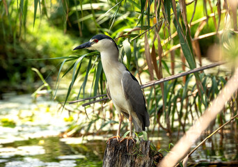 Black-crowned night heron (Nycticorax nycticorax) in the canal at Xochimilco