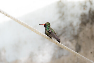 Broad-billed Hummingbird (Cynanthus latirostris) angry at me in the clothes line