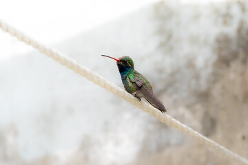 Broad-billed Hummingbird (Cynanthus latirostris) angry at me in the clothes line