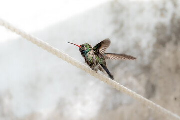 Broad-billed Hummingbird (Cynanthus latirostris) angry at me in the clothes line