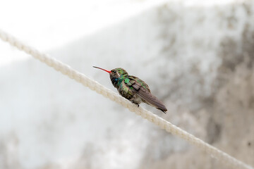 Broad-billed Hummingbird (Cynanthus latirostris) angry at me in the clothes line