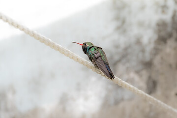 Broad-billed Hummingbird (Cynanthus latirostris) angry at me in the clothes line