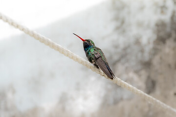 Broad-billed Hummingbird (Cynanthus latirostris) angry at me in the clothes line