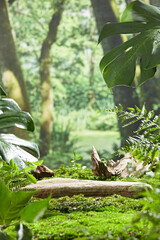 A flat stone lying on the grass in forest, behind is a jungle scene with many ancient trees, on both sides are fern branches and monstera leaves. Photo of front angle has empty space for design