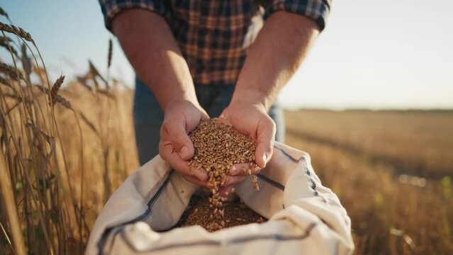 Fresh golden grains of rye or wheat in hands of farmer in field, closeup view. Farmworker presenting harvest in autumn day, organic farming and agribusiness, agronomist showing new cereals harvest