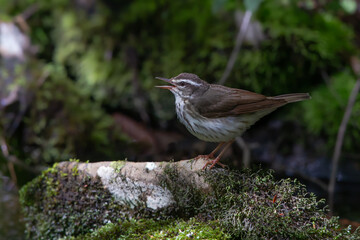 Louisiana Waterthrush