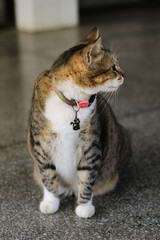 Tabby cat with green eyes looking in profile. Full vertical photography.