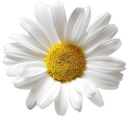 daisy flower isolated on transparent background.