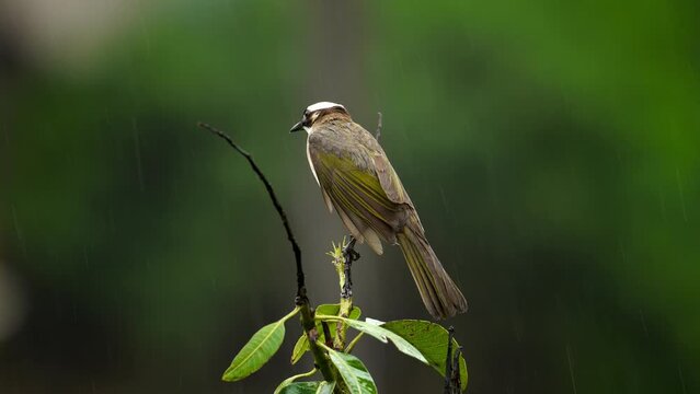 Light vented bulbul in the rain with sound 60 fps