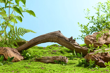 Advertising photo of nature theme over clear blue sky background. In the middle of the green lawn is a small stone platform, behind it is a curved tree branch
