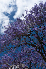 Jacaranda Mimosifolia Beautiful purple lilac tree against the blue sky. Lisbon, Portugal