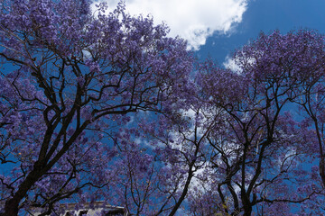 Jacaranda Mimosifolia Beautiful purple lilac tree against the blue sky. Lisbon, Portugal