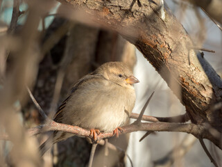 portrait of a sparrow