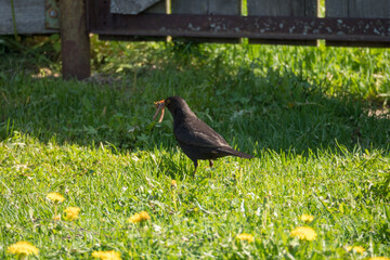 blackbird on the grass in spring