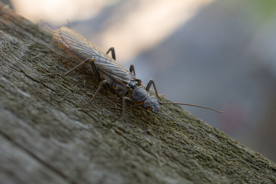 stonefly insect on a wood