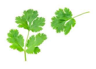 Fototapeta premium Top view set of fresh green coriander or Chinese parsley leaves isolated with clipping path in png file format