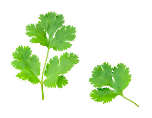 Top view set of fresh green coriander or Chinese parsley leaves isolated with clipping path in png file format