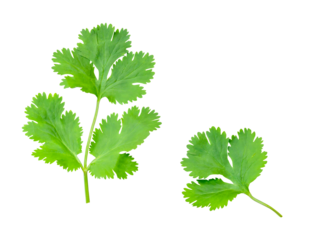 Top view set of fresh green coriander or Chinese parsley leaves isolated with clipping path in png file format