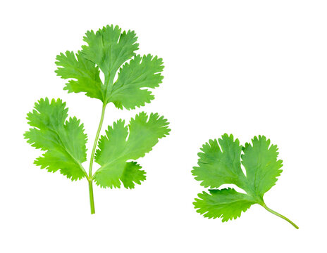 Top view set of fresh green coriander or Chinese parsley leaves isolated with clipping path in png file format