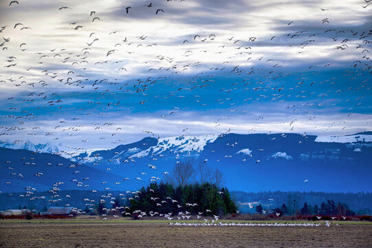 GEESE FLYING