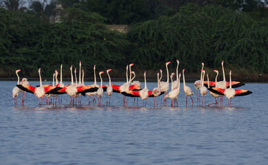 Greater Flamingo Mating dance with wing salute move in River water of Porbandar Gujarat India  © Samik
