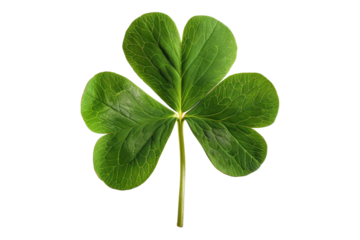 Clover leaf isolated on transparent background