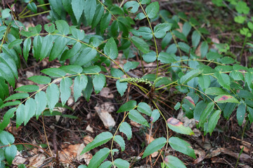 Closeup on a Cascade Oregon-Grape plant, Berberis nervosa at Columbia river gorge, Oregon