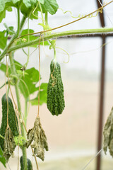 Bitter gourd or Green Bitter gourd hanging from a tree on a vegetable farm, ripe bitter gourd...