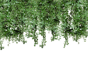 Obraz premium a close up of a plant with green leaves, green ivy plant on a white background, a tree with green leaves hanging from a white wall,