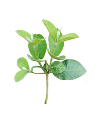 a guava plant close up photo isolated on white, a plant with guava leaves on it, on a transparent background, a green plant with leaves on it, a plant with green leaves that says natural,