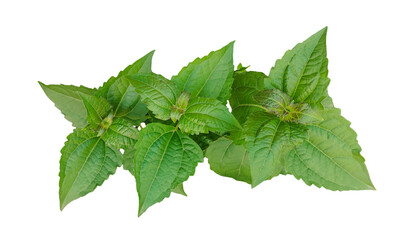 leaf of mint, a basil plant on a white background, green leaves of a plant on a transparent background, green basil plant on transparent background,