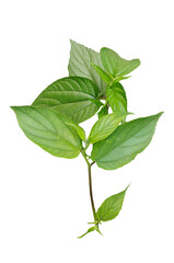 Obraz premium leaves of a tree, a basil plant on a white background, green leaves of a plant on a transparent background, green basil plant on transparent background,
