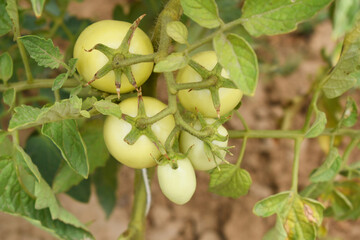 green unripe Tomato, Green tomatoes plantation. Organic farming, young unripe tomato plant growth in greenhouse, Fresh green unripe tomatoes growing in the garden, Vegetable plantation with tomatoes