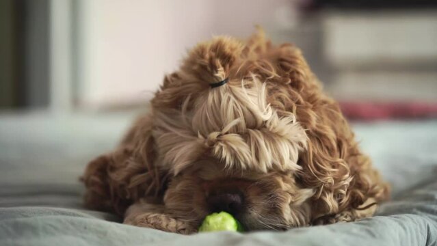 curly spaniel eating a cucumber on the bed.
American Cocker Spaniel huddles on a bed with a cucumber.
Crispy cucumber in a spaniel's mouth