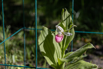 Close up view of a pink and white cypripedium reginae (showy lady’s slipper) orchid flower,...
